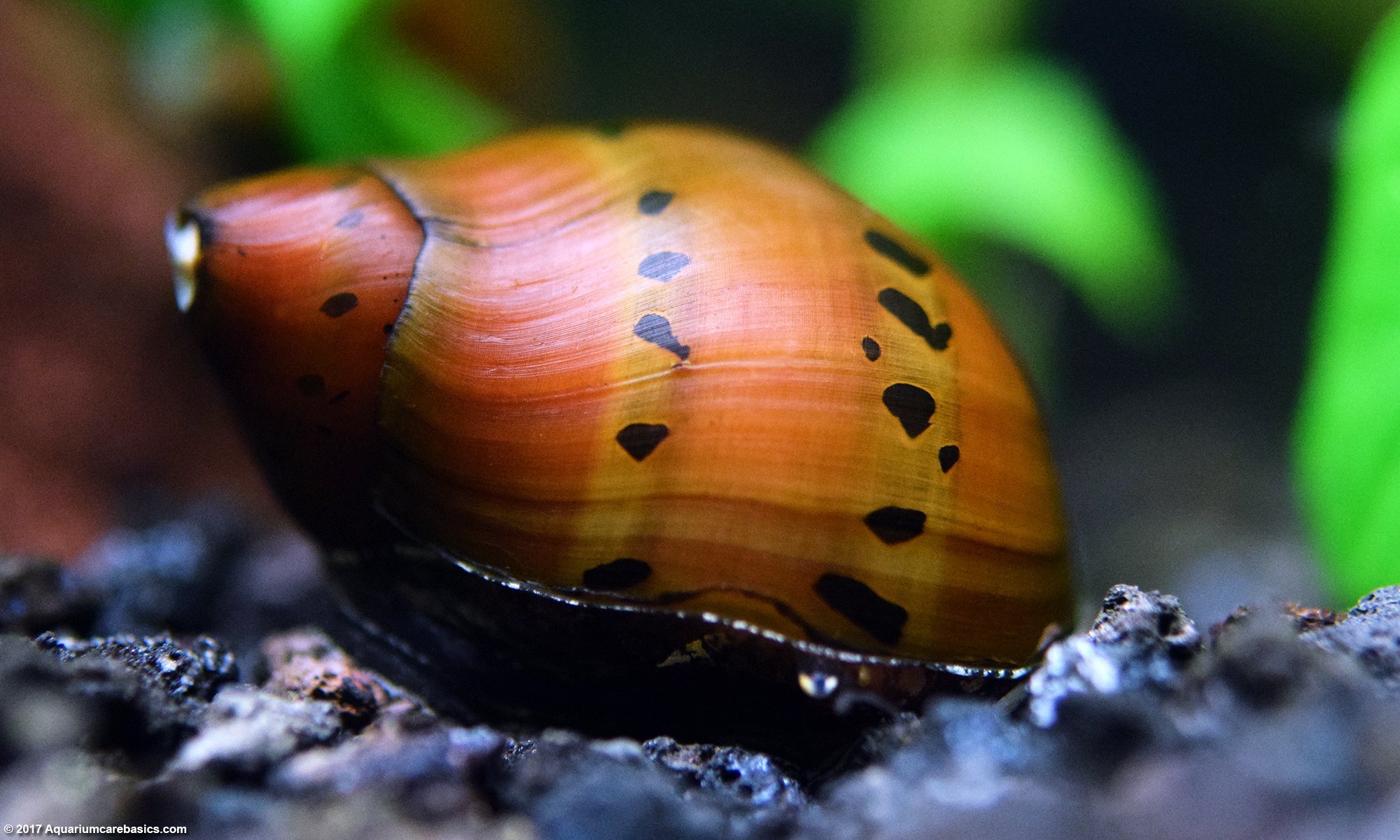Σαλιγκάρια Red Spotted snail