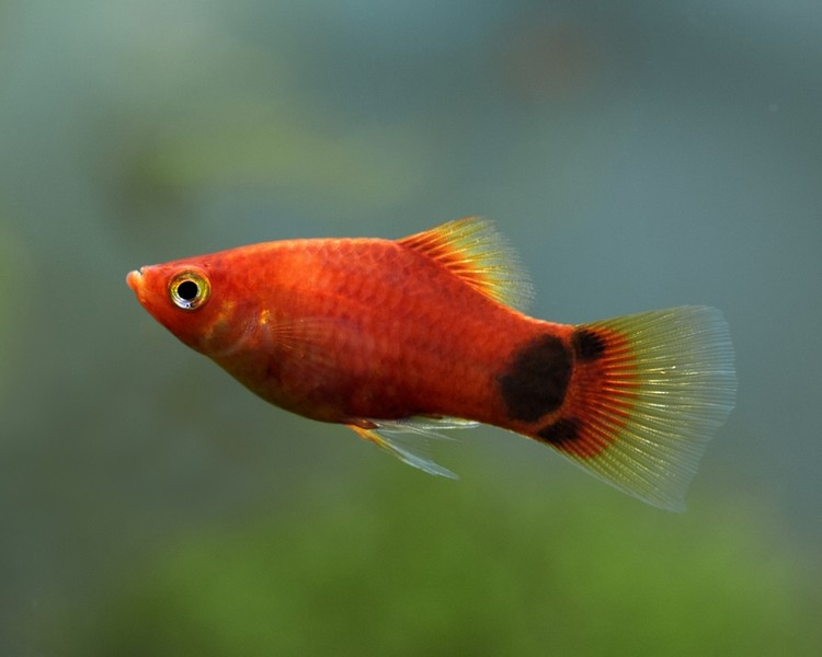 MickeyMousePlaty