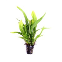 944-microsorum-pteropus-2