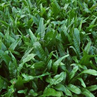 944-microsorum-pteropus-3