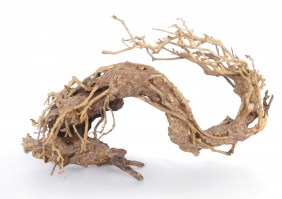 Φυσικη ρίζα BONSAI TREE