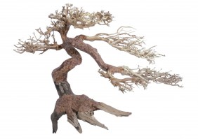 Φυσικη ρίζα BONSAI TREE