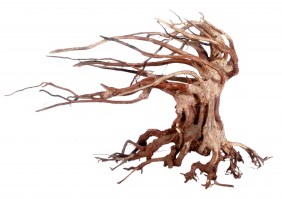 Φυσικη ρίζα BONSAI TREE