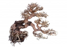Φυσικη ρίζα BONSAI TREE
