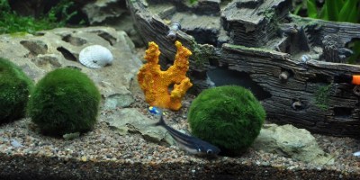 Cladophora aegagrophila