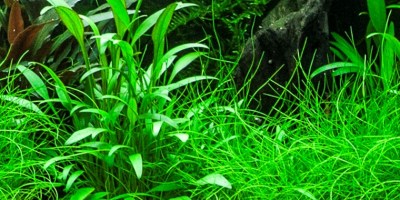 Cryptocoryne_x_willisii2