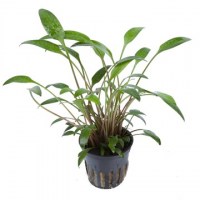 Cryptocoryne_x_willisii3