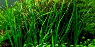 Cyperus_helferi2