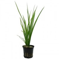 Cyperus_helferi3