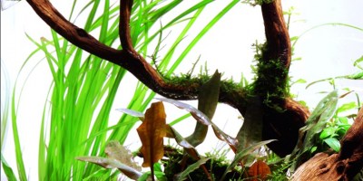 Cyperus_helferi4