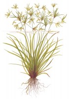 Cyperus_helferi