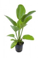 Echinodorus_Aquartica3