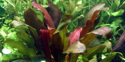 Echinodorus_Barthii2