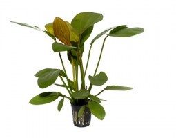 Echinodorus_Barthii3