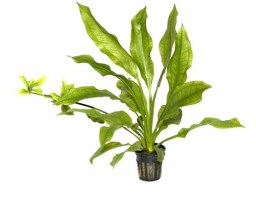 Echinodorus_Bleherae3
