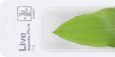 Echinodorus_Bleherae4