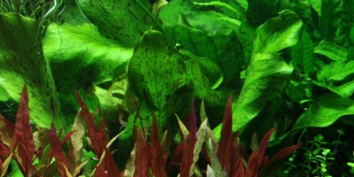 Echinodorus_OzelotGreen2