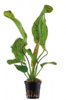 Echinodorus_OzelotGreen3