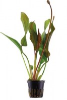 Echinodorus_RedDiamond