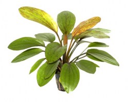 Echinodorus_Rosé3