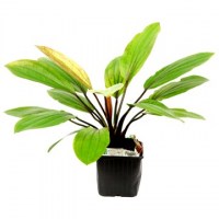 Echinodorus_Rosé4