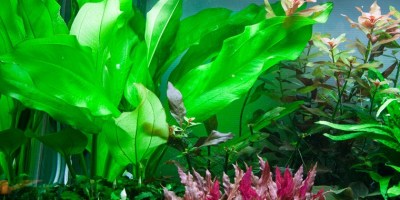 Echinodorus_cordifoliusFluitans2