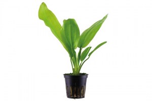 Echinodorus_cordifoliusFluitans3