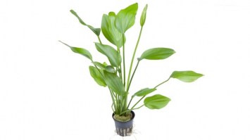Echinodorus_palaefolius3