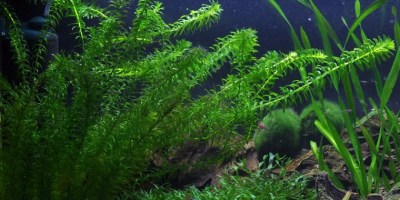 Egeria_densa2