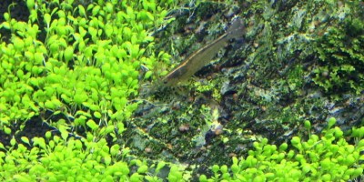Elatine_hydropiper2