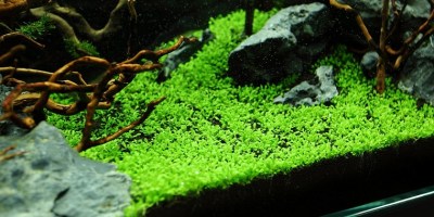 Elatine_hydropiper4