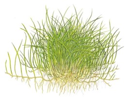 Eleocharis_acicularis_Mini