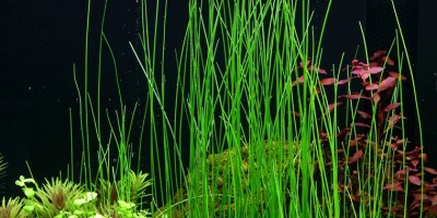 Eleocharis_montevidensis2