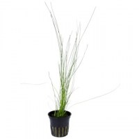 Eleocharis_montevidensis3