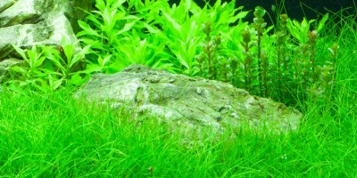 Eleocharis_parvula2