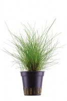 Eleocharis_parvula3