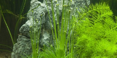 Eriocaulon_cinereum2