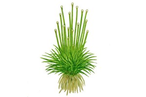 Eriocaulon_cinereum