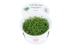 Glossostigma_elatinoides6