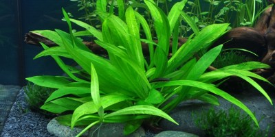 Helanthium_Quadricostatus2