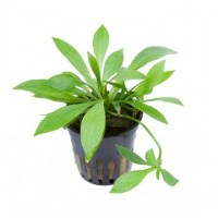 Helanthium_Quadricostatus3