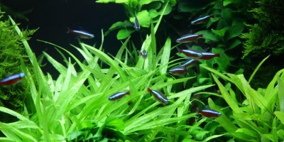 Helanthium_Quadricostatus4