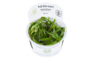 Helanthium_Quadricostatus5