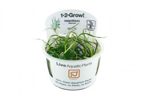 Helanthium_Vesuvius3