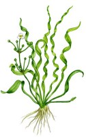 Helanthium_Vesuvius