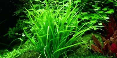 Helanthium_tenellum_Green2