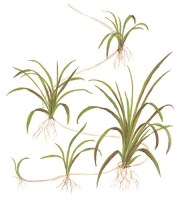 Helanthium_tenellum_Green
