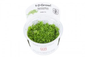 Hemianthus_callitrichoides_Cuba