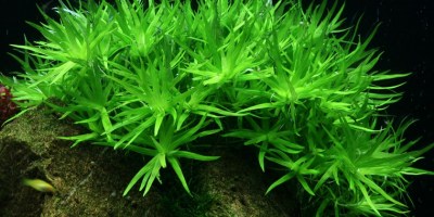 Heteranthera_zosterifolia2