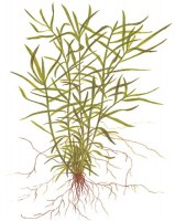 Heteranthera_zosterifolia